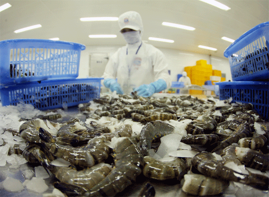 Vượt Trung, xuất khẩu tôm Việt sang Hàn tăng hơn 114%